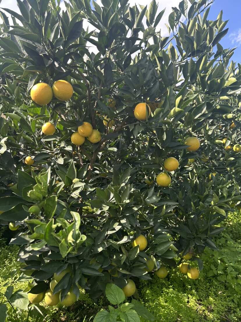 云南哀牢山冰糖橙 多汁 口感好 对接电商 通货