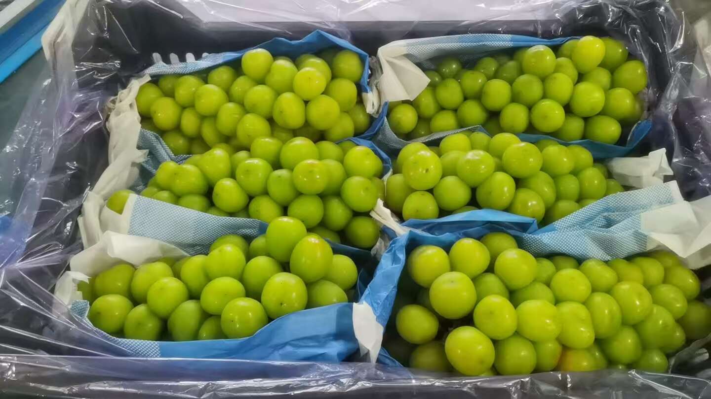 大棚阳光玫瑰葡萄大量上市，冷库现货提货，保证甜度保证质量