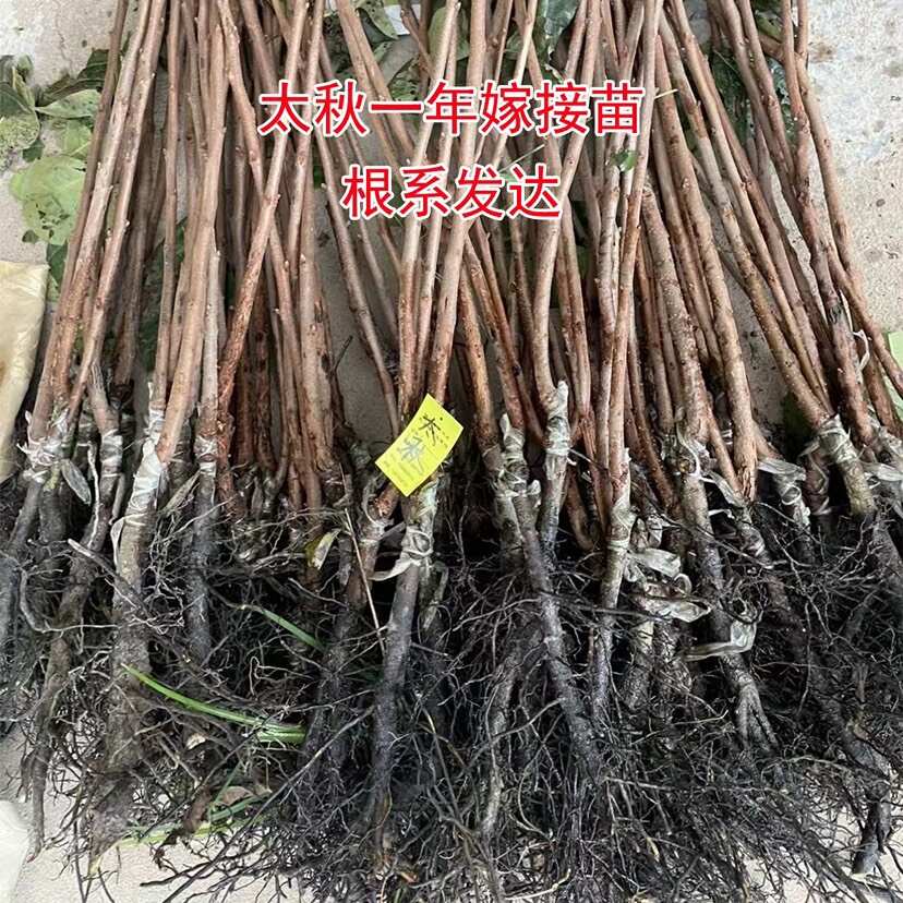 正宗太秋甜柿树苗嫁接日本大秋脆柿子果苗南方种植对版包活新品种
