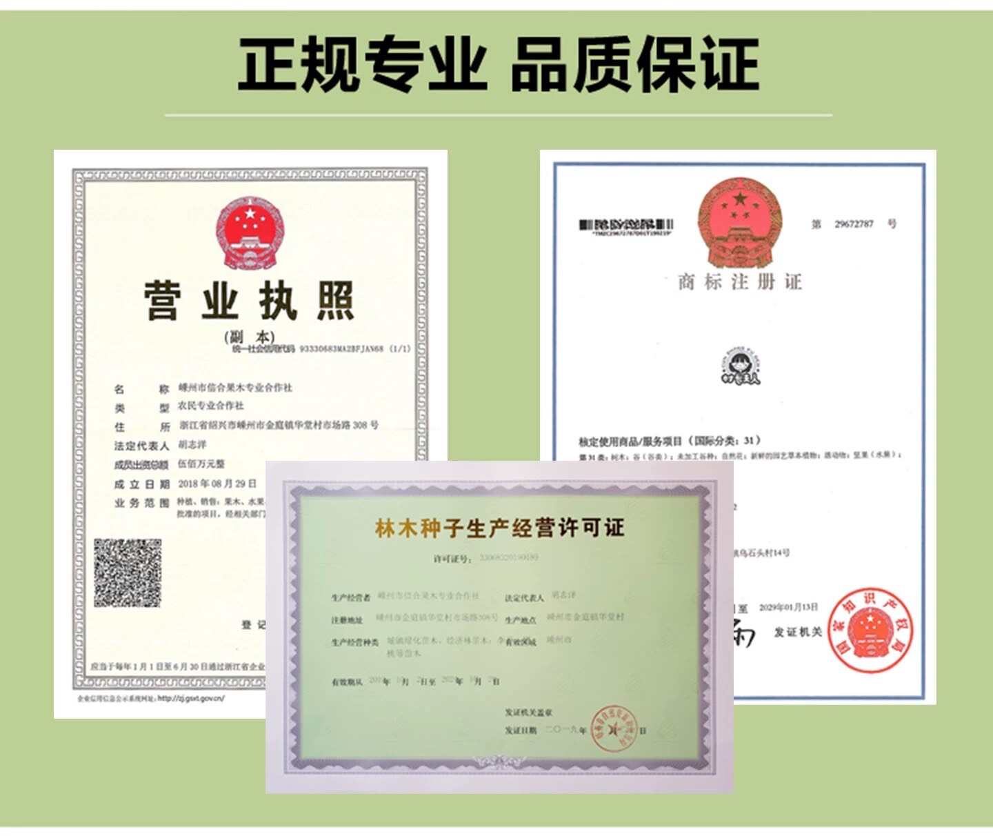 正宗蜂糖李子树苗浙江早熟嫁接脱骨李子树苗南方种植大全对版包活