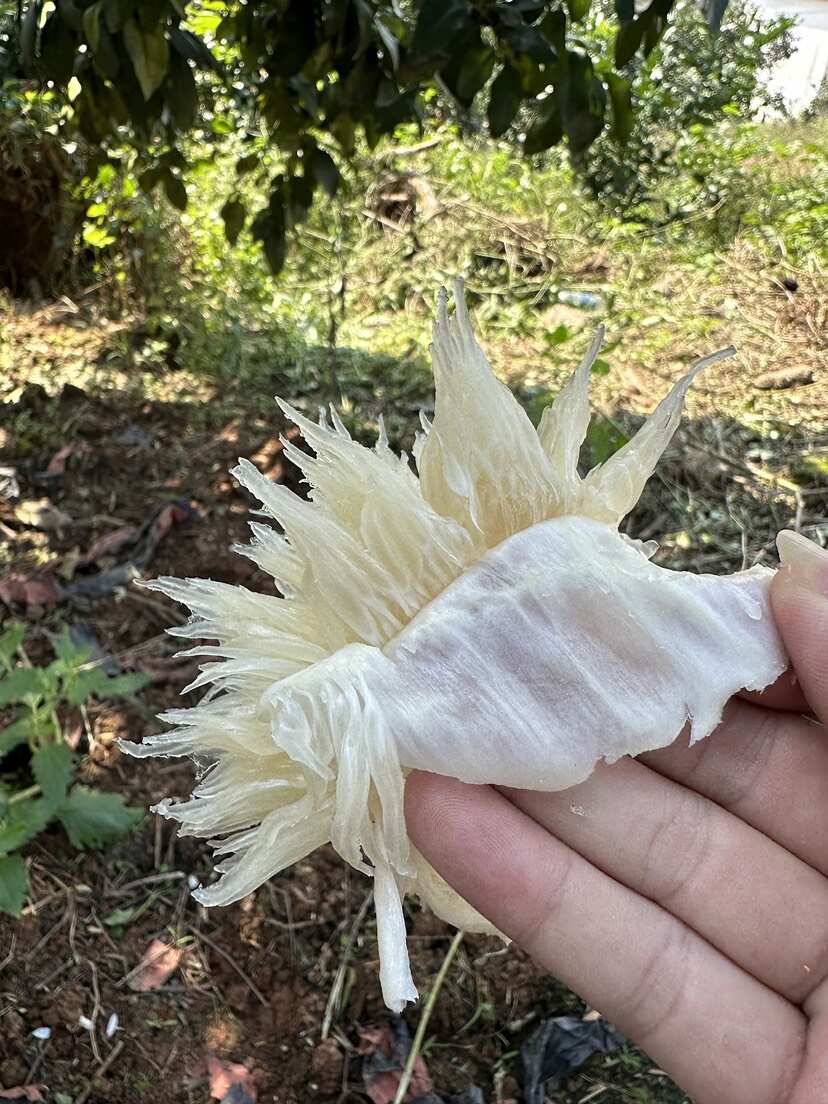 容县沙田柚，果肉脆嫩蜜甜柚香浓郁，一口尝尽岭南秋日的清甜馈赠