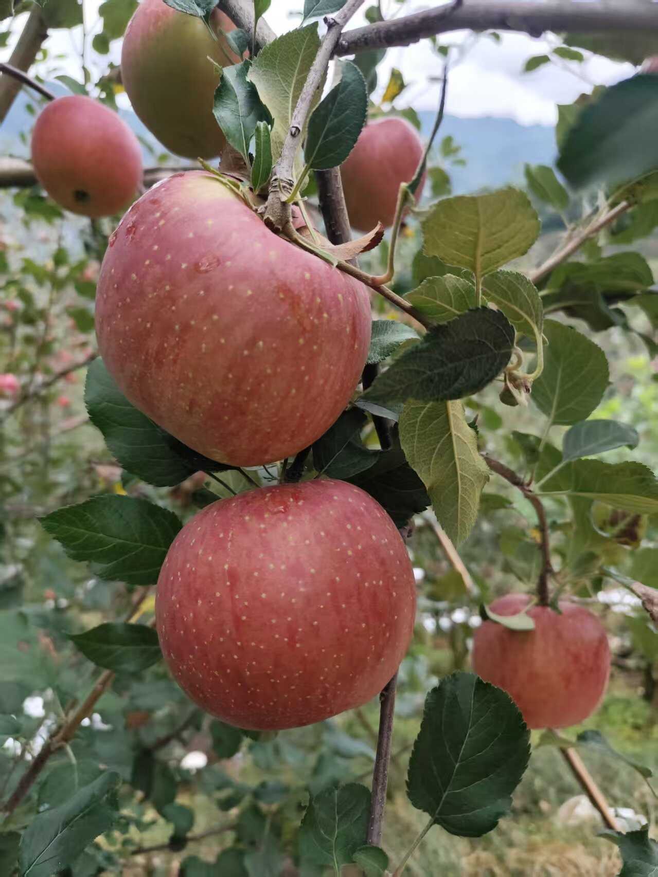 红富士，  3俩5起上不封顶，糖度15+    大量上市，