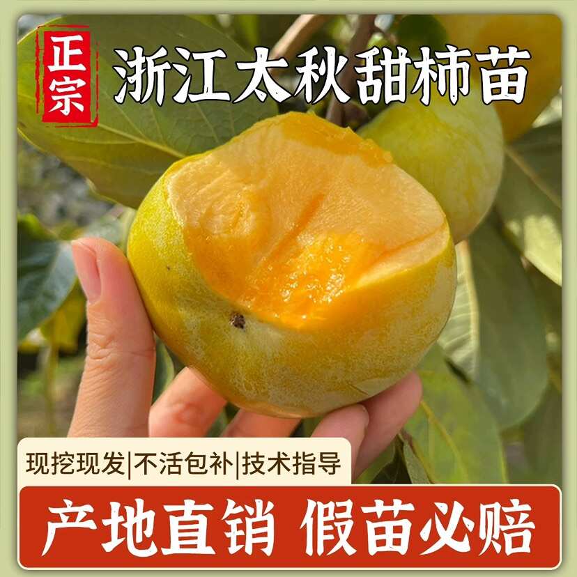 正宗太秋甜柿树苗嫁接日本大秋脆柿子果苗南方种植对版包活新品种