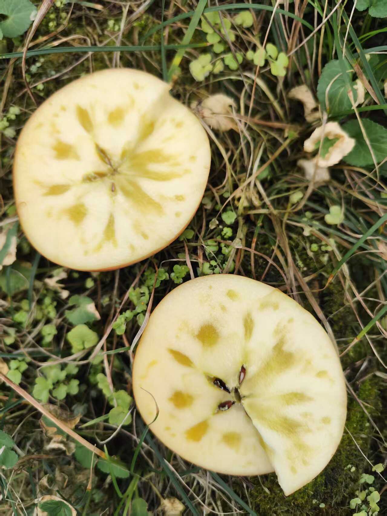 红富士，  3俩5起上不封顶，糖度15+    大量上市，