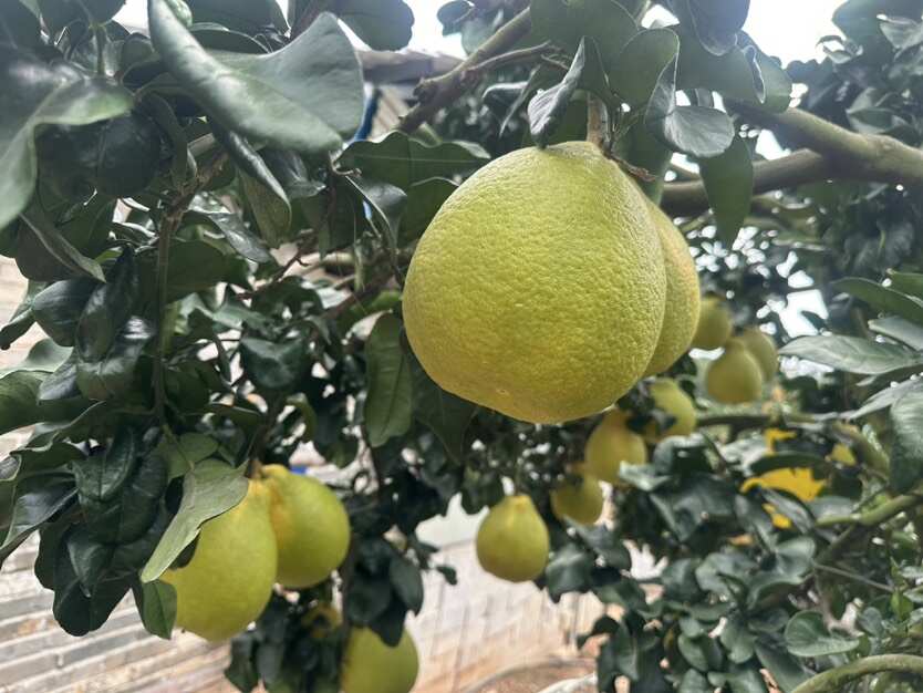 容县沙田柚，果肉脆嫩蜜甜柚香浓郁，一口尝尽岭南秋日的清甜馈赠