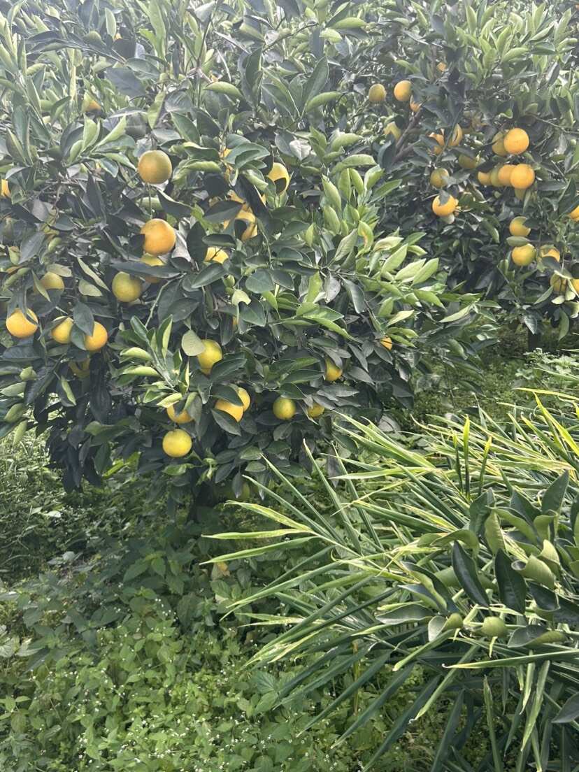 云南哀牢山冰糖橙 多汁 口感好 对接电商 通货