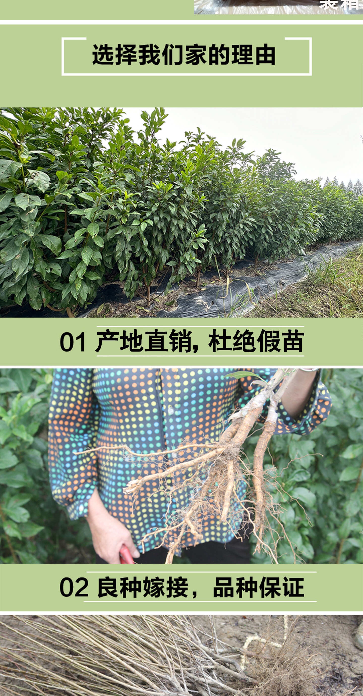 正宗蜂糖李子树苗浙江早熟嫁接脱骨李子树苗南方种植大全对版包活