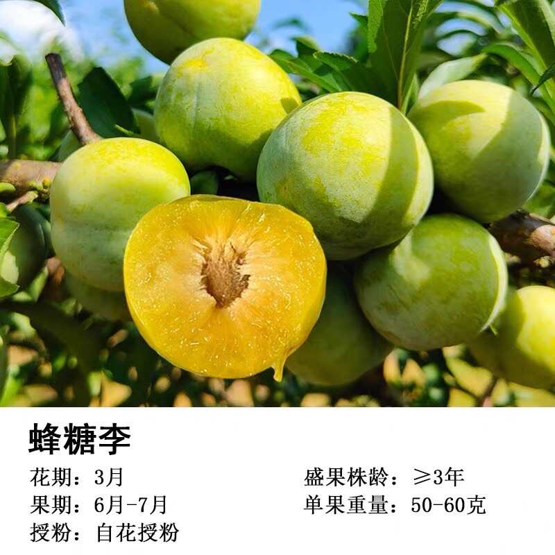 正宗蜂糖李子树苗浙江早熟嫁接脱骨李子树苗南方种植大全对版包活