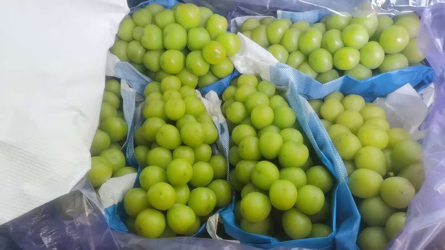 大棚阳光玫瑰葡萄大量上市，冷库现货提货，保证甜度保证质量