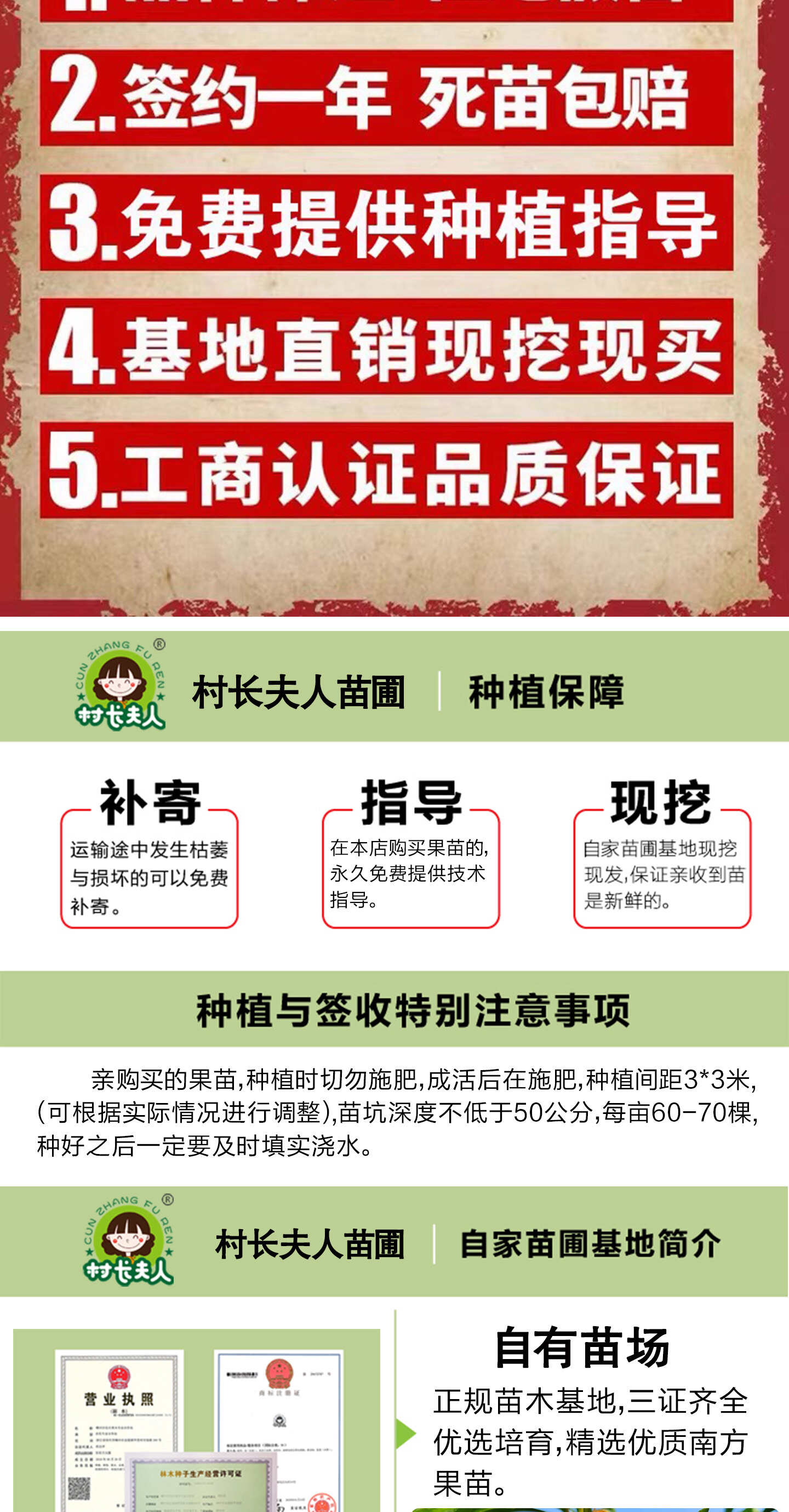正宗蜂糖李子树苗浙江早熟嫁接脱骨李子树苗南方种植大全对版包活