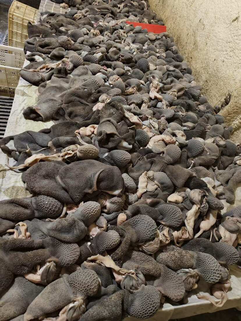 纯水煮羊肚 无碱发无水泡无油￼￼ 带脾