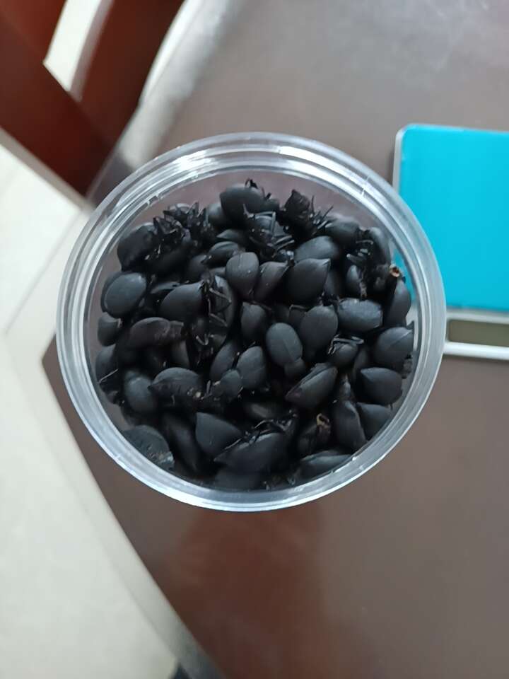 喙尾琵琶甲也叫臭屁虫，干货！