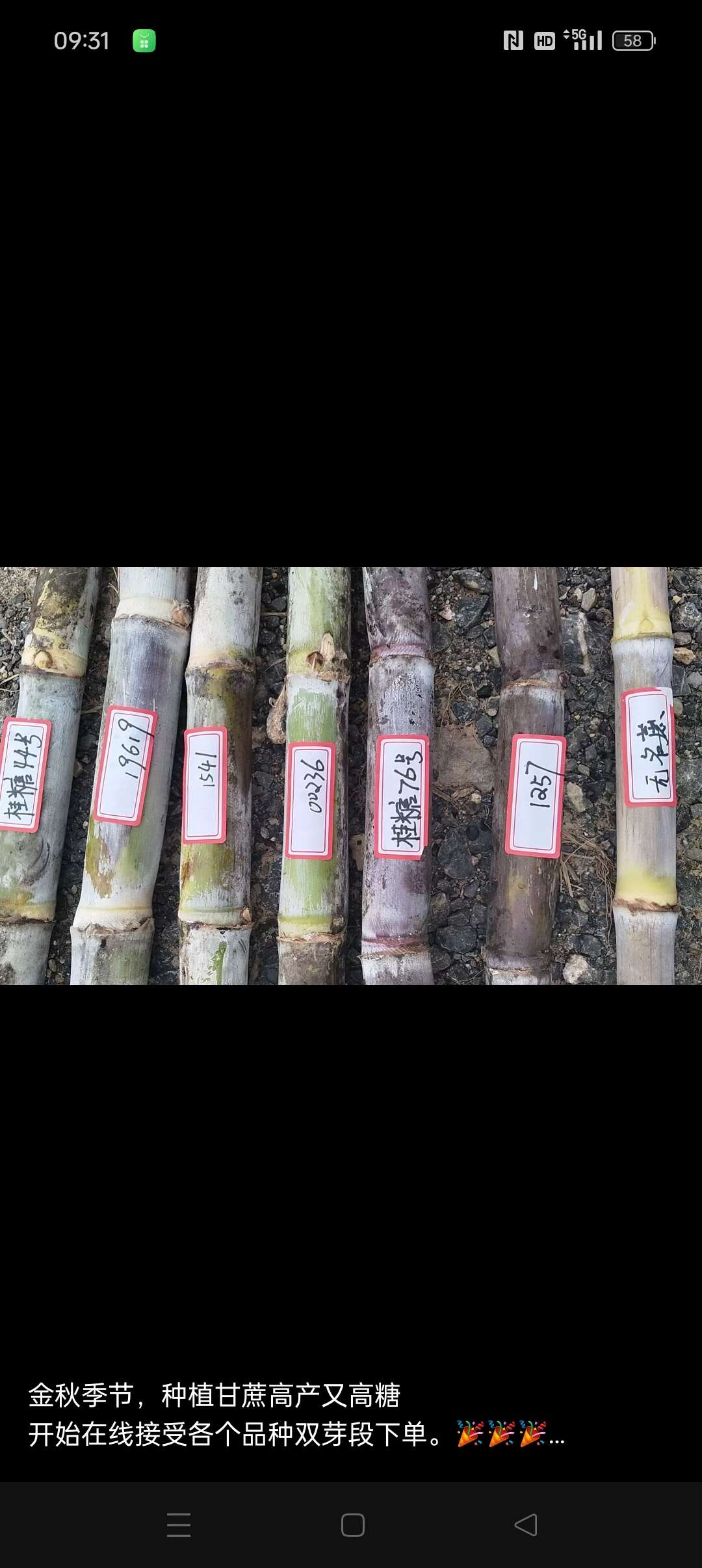 想种甘蔗吗