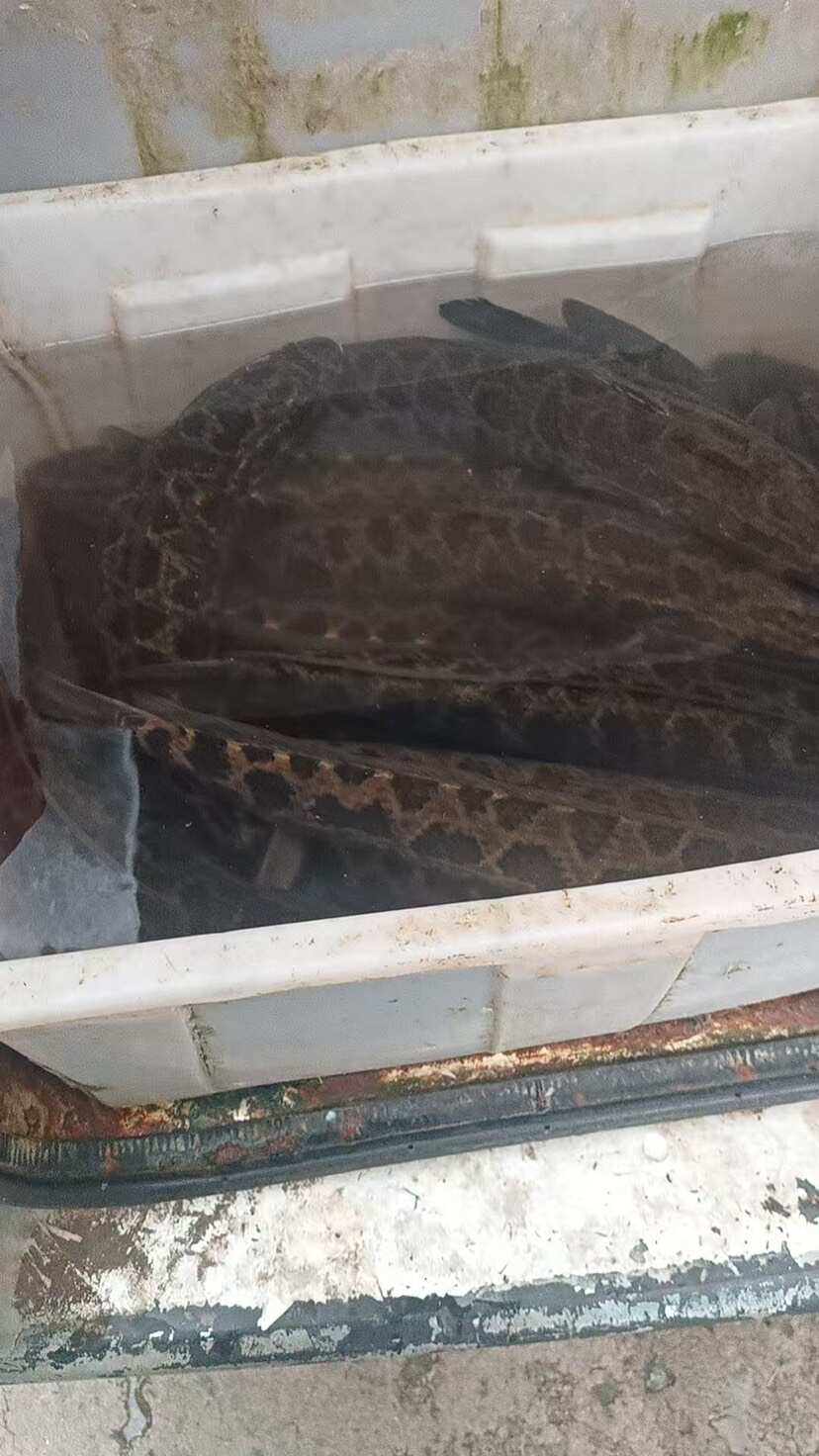 大量供应黑鱼，质优价廉！细节可聊。