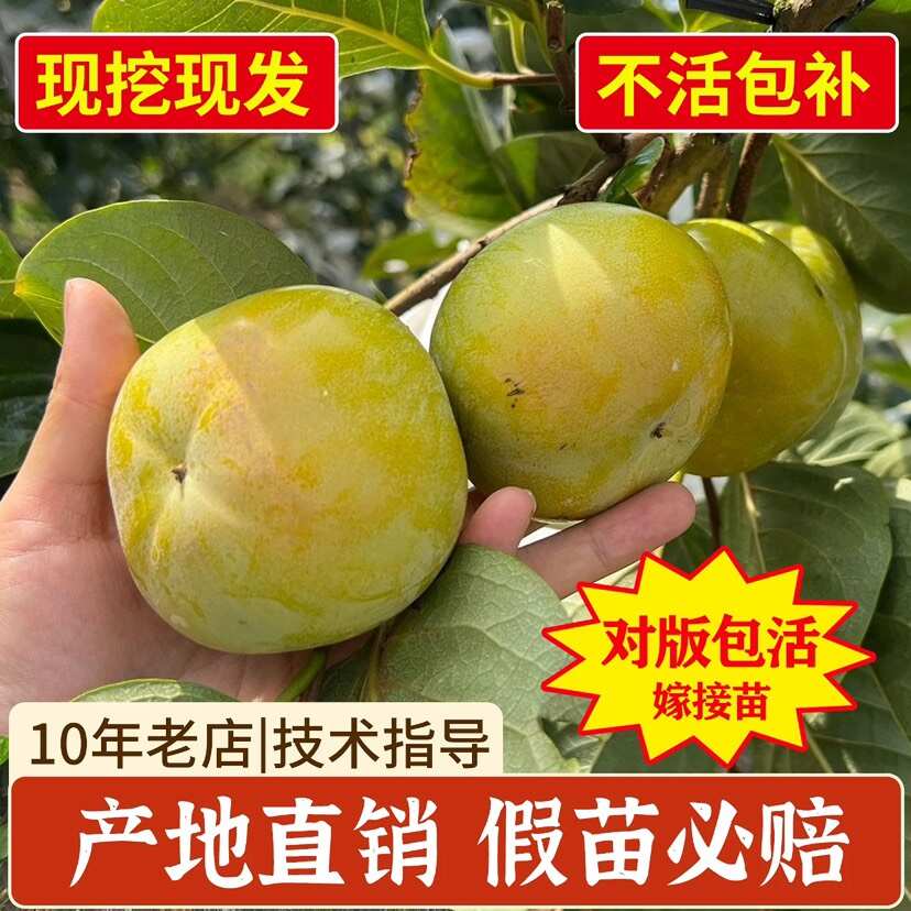 新品种正宗浙江太秋甜柿树苗日本甜脆柿子大秋嫁接果树南北方种植