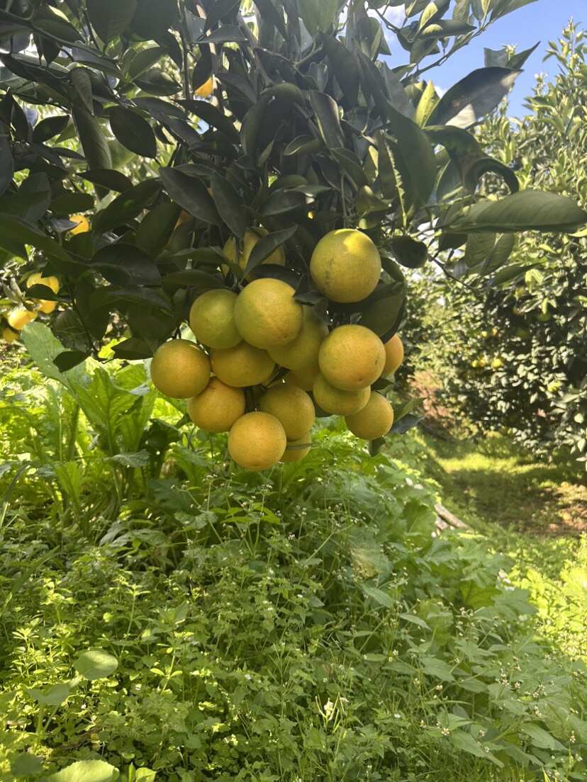 云南褚橙之乡冰糖橙 对接通货电商