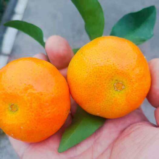 汉源县金秋莎糖橘，