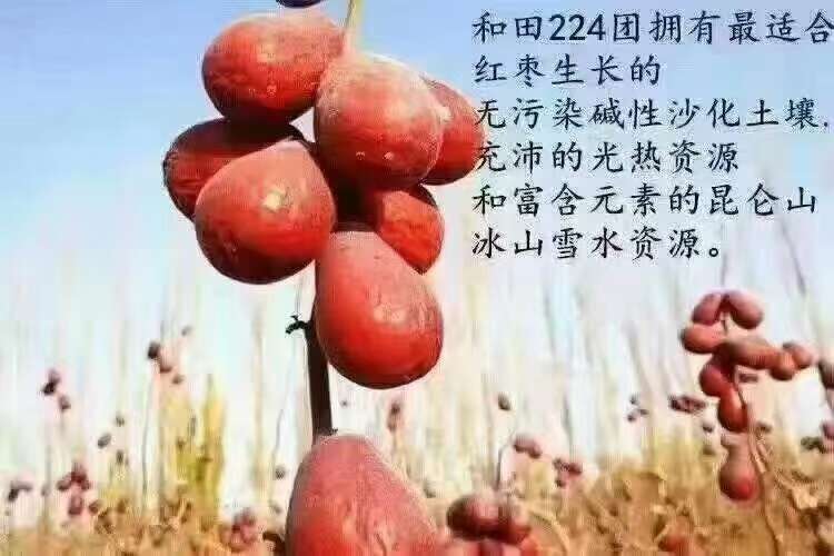 新疆和田骏枣，小果，价格优惠，小果也不其他种类红枣大