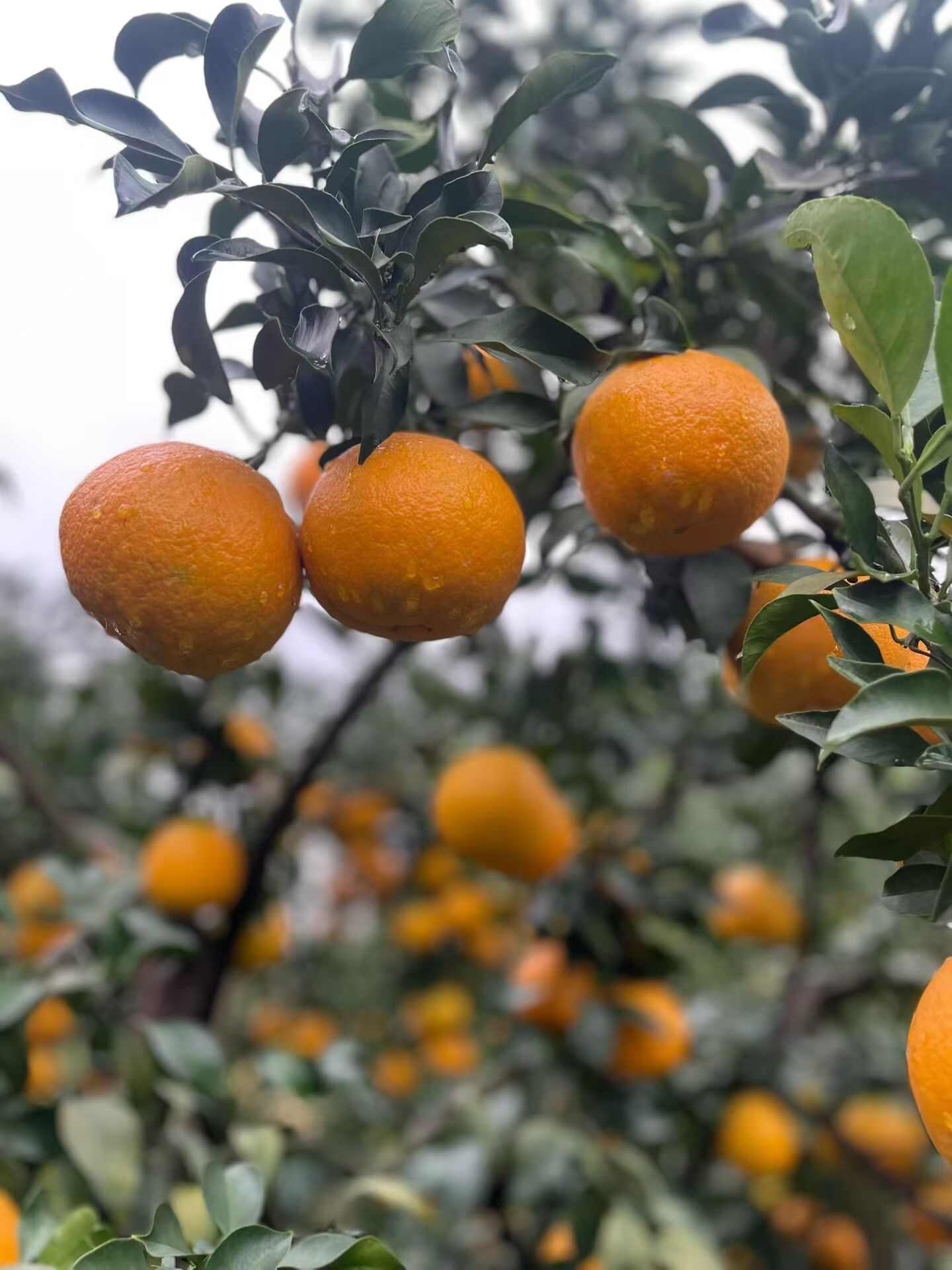 四川蒲江爱媛38果冻橙 新鲜柑橘类水果产地直发