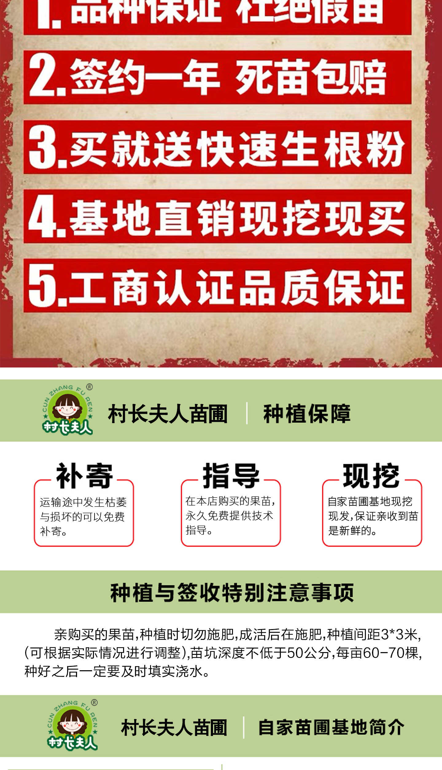 新品种正宗浙江太秋甜柿树苗日本甜脆柿子大秋嫁接果树南北方种植
