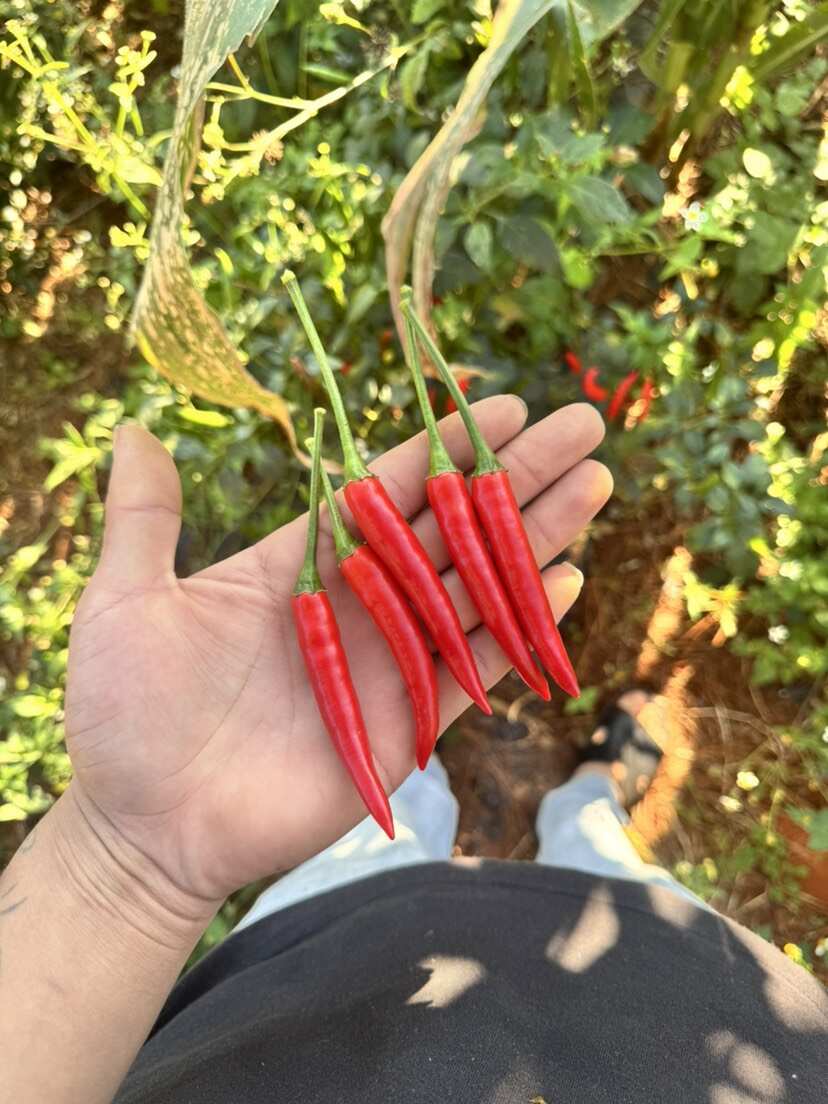 我们的小米辣，个小色红、辣劲十足，产自优质种植基地，天然种植