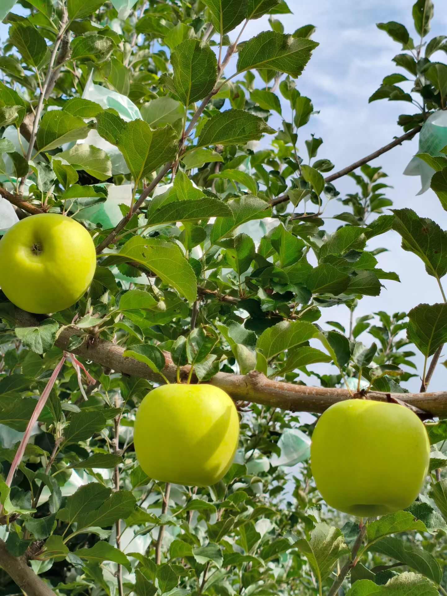 瑞雪苹果套袋货（陕西淳化）基地一手货 各种规格 新鲜采摘