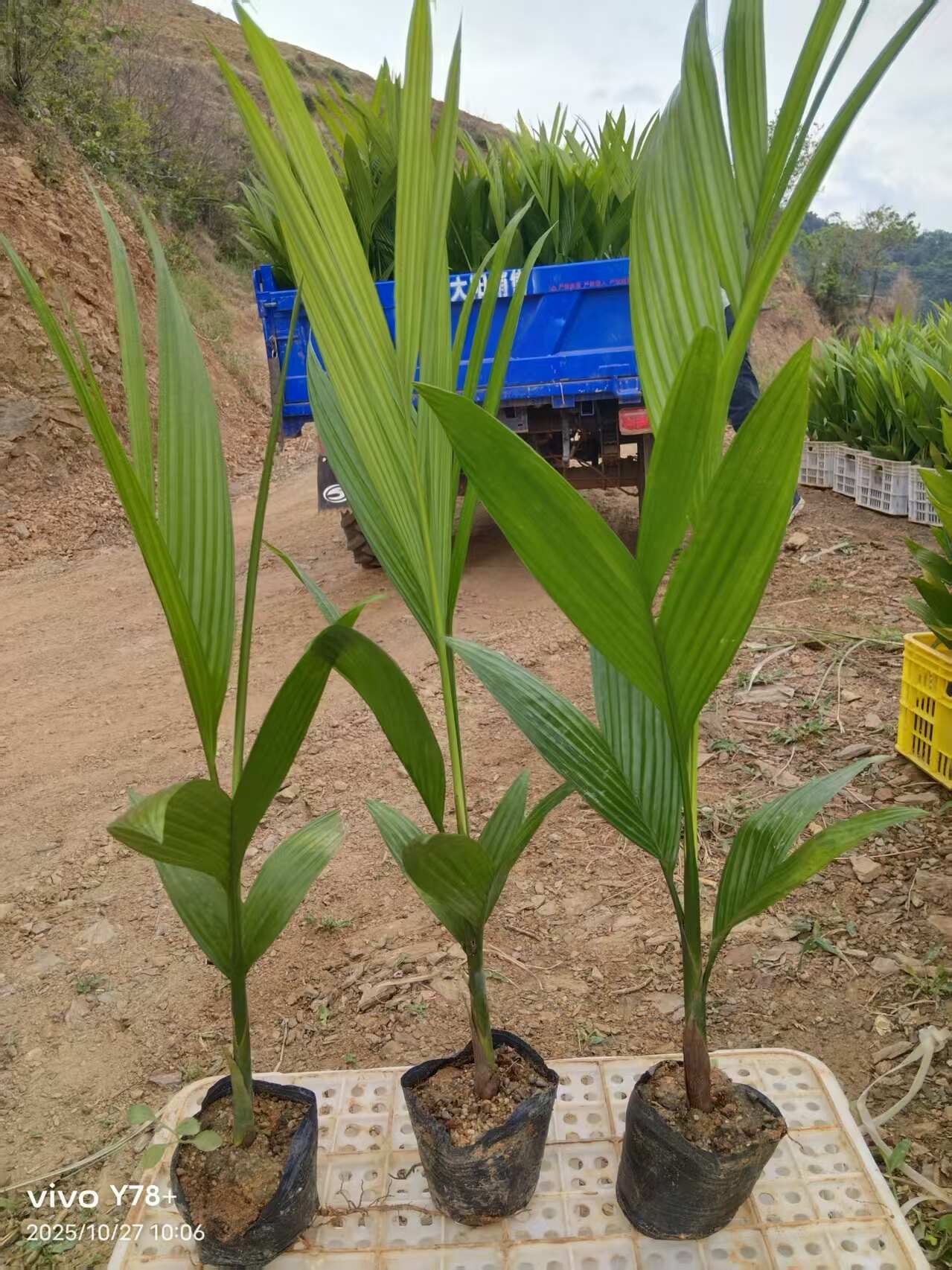 海南槟榔苗销售