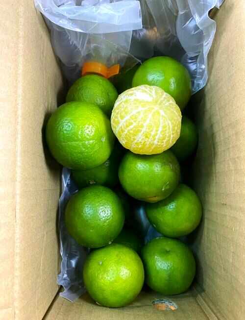 广西武鸣皇帝柑大量上市了，一件代发对接，保质保量