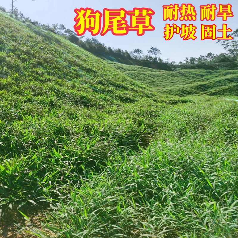 批发狗尾草新鲜草籽狗尾巴草耐热护坡园林景观荒山复绿