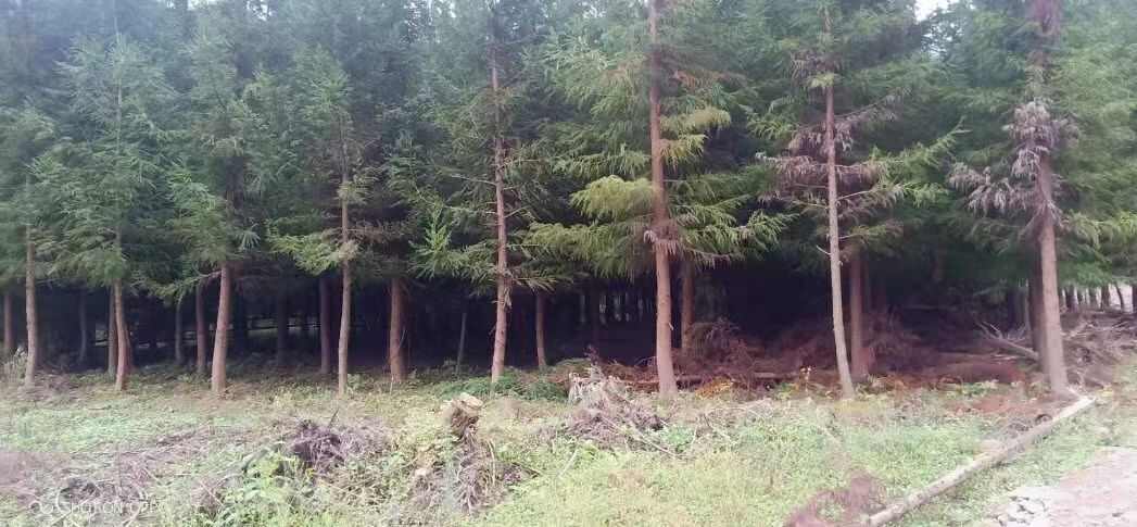 柳杉各规格柳杉精品柳杉