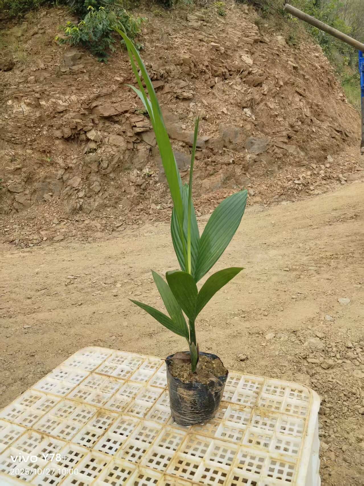 海南槟榔苗销售