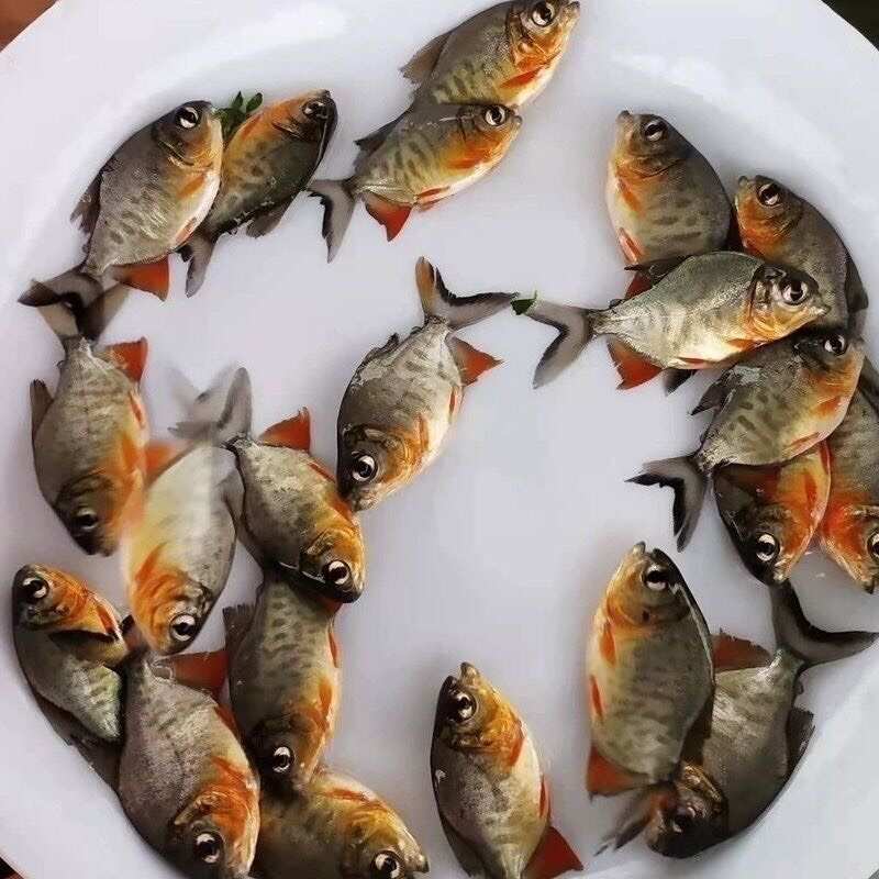 红腹鲳鱼苗快大昌鱼苍鱼