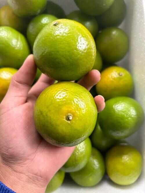 广西武鸣皇帝柑大量上市了，一件代发对接，保质保量