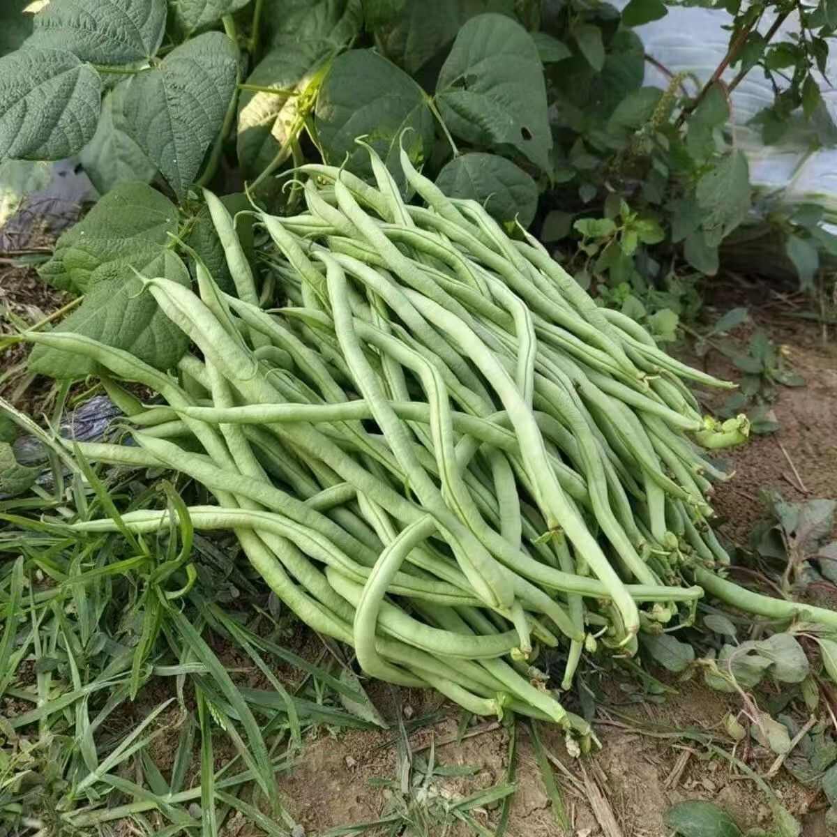云南新鲜现摘无筋豆，欢迎老板选购