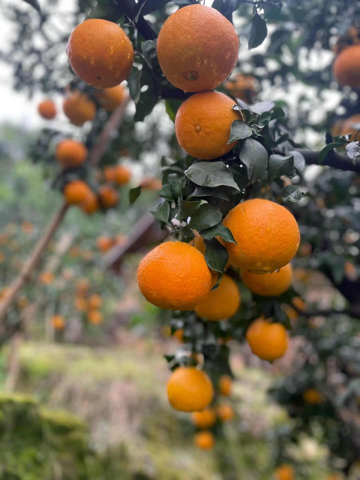 四川蒲江爱媛38果冻橙 新鲜柑橘类水果产地直发