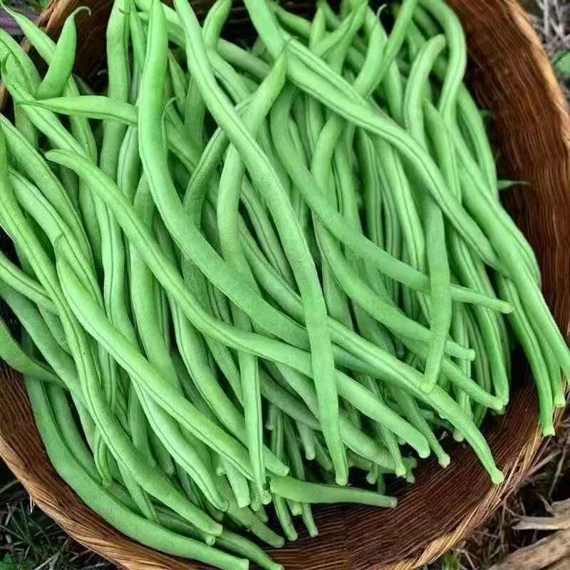 云南新鲜现摘无筋豆，欢迎老板选购