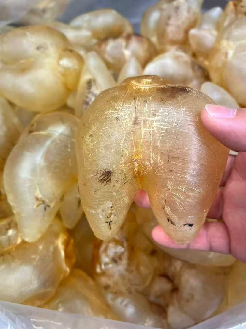 刺龟肚 足干 囗感胶质好 28头