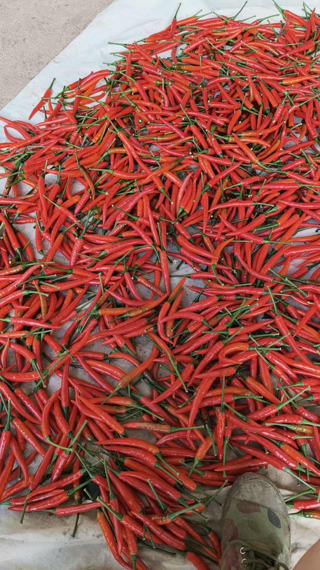 朝天椒，小米辣 产地直供，辣香浓郁！手工挑选的朝天椒