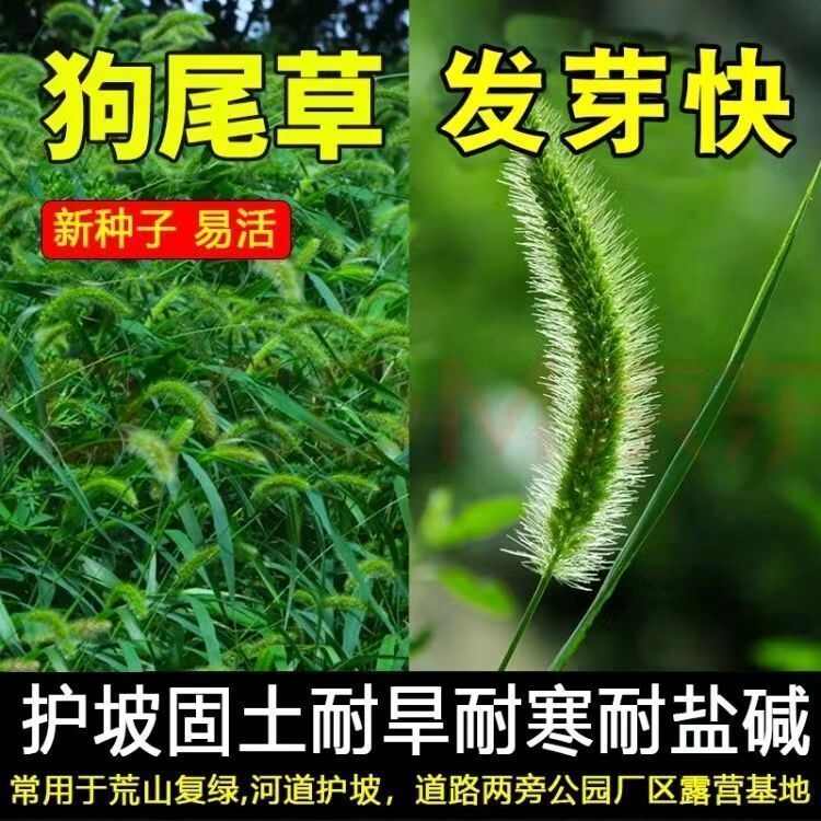 批发狗尾草新鲜草籽狗尾巴草耐热护坡园林景观荒山复绿