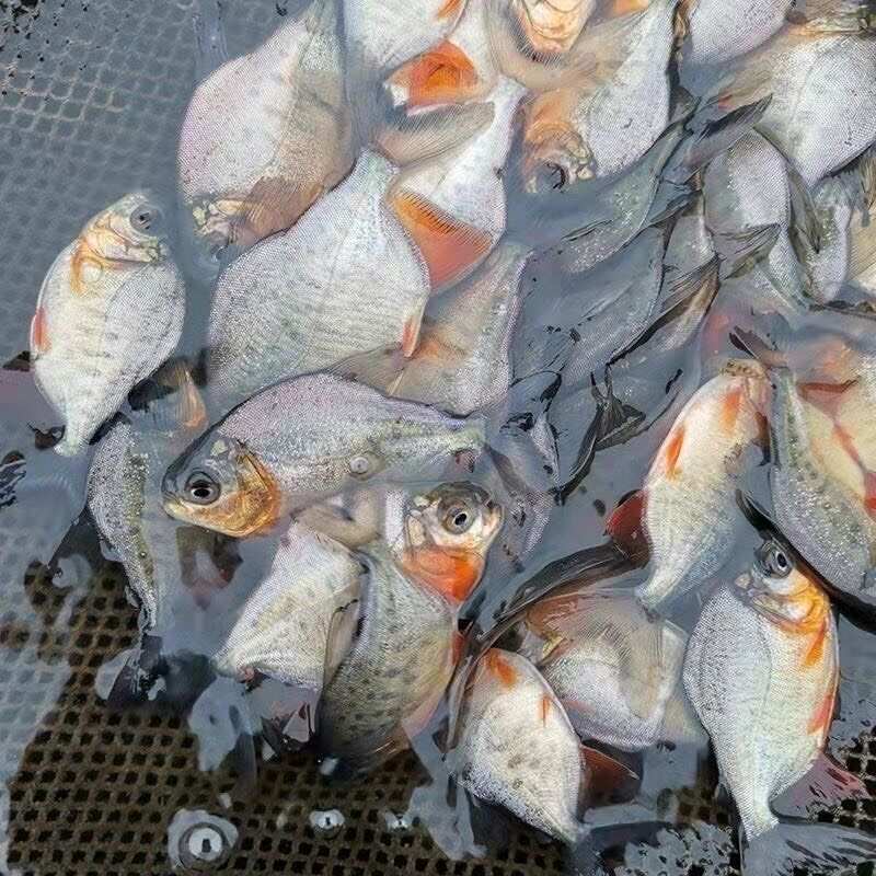 红腹鲳鱼苗快大昌鱼苍鱼