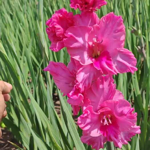 凌源市基地繁育唐菖蒲特大种球