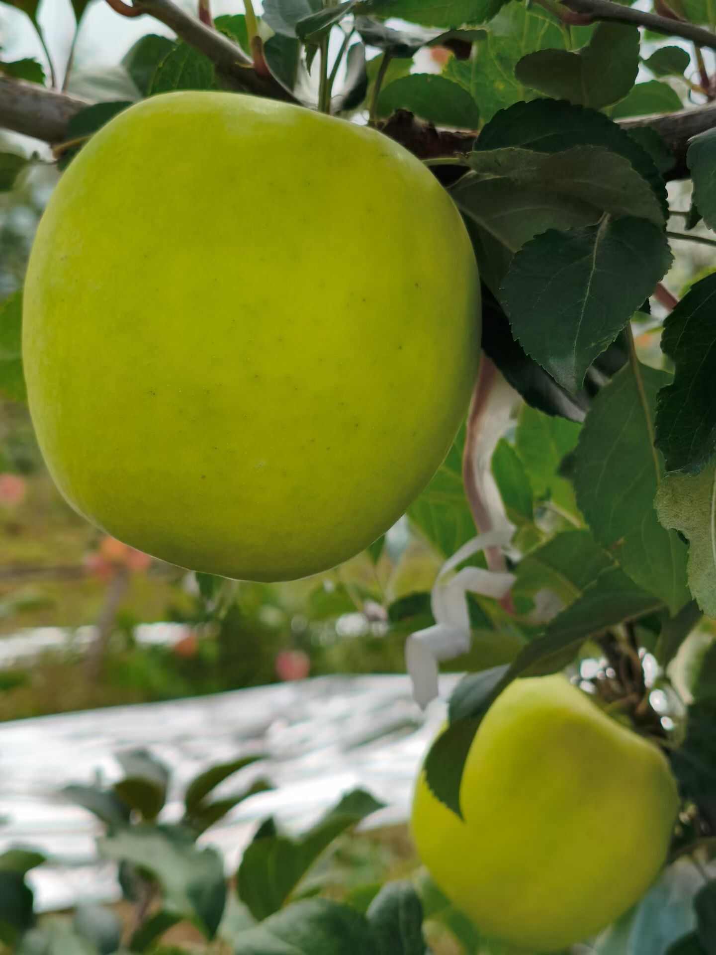 瑞雪苹果套袋货（陕西淳化）基地一手货 各种规格 新鲜采摘