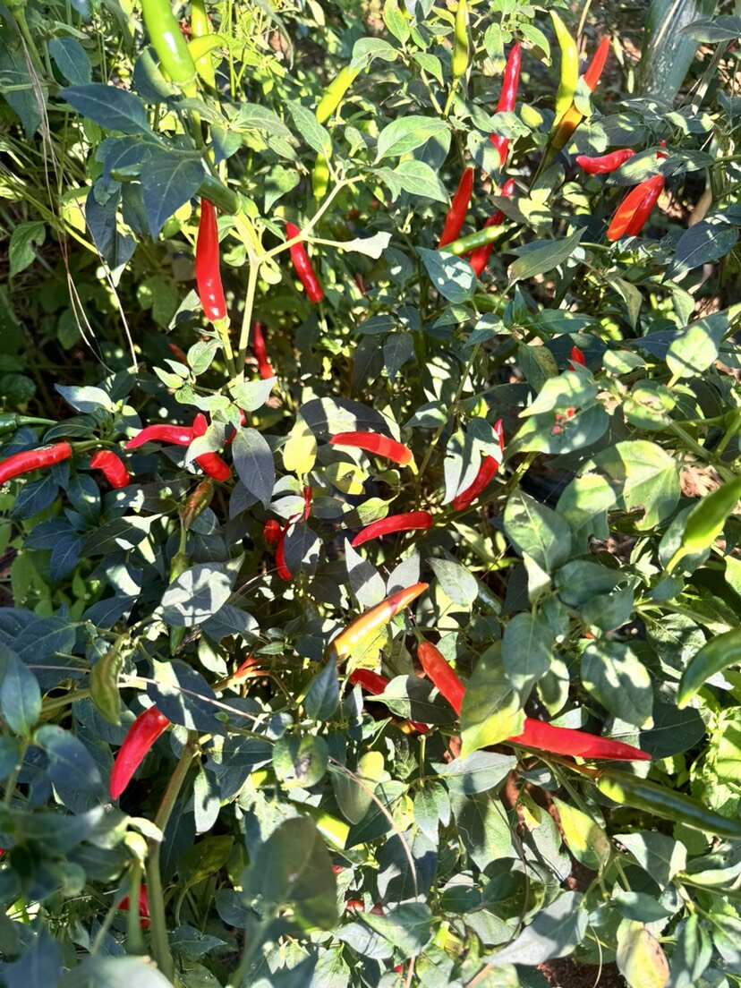 我们的小米辣，个小色红、辣劲十足，产自优质种植基地，天然种植