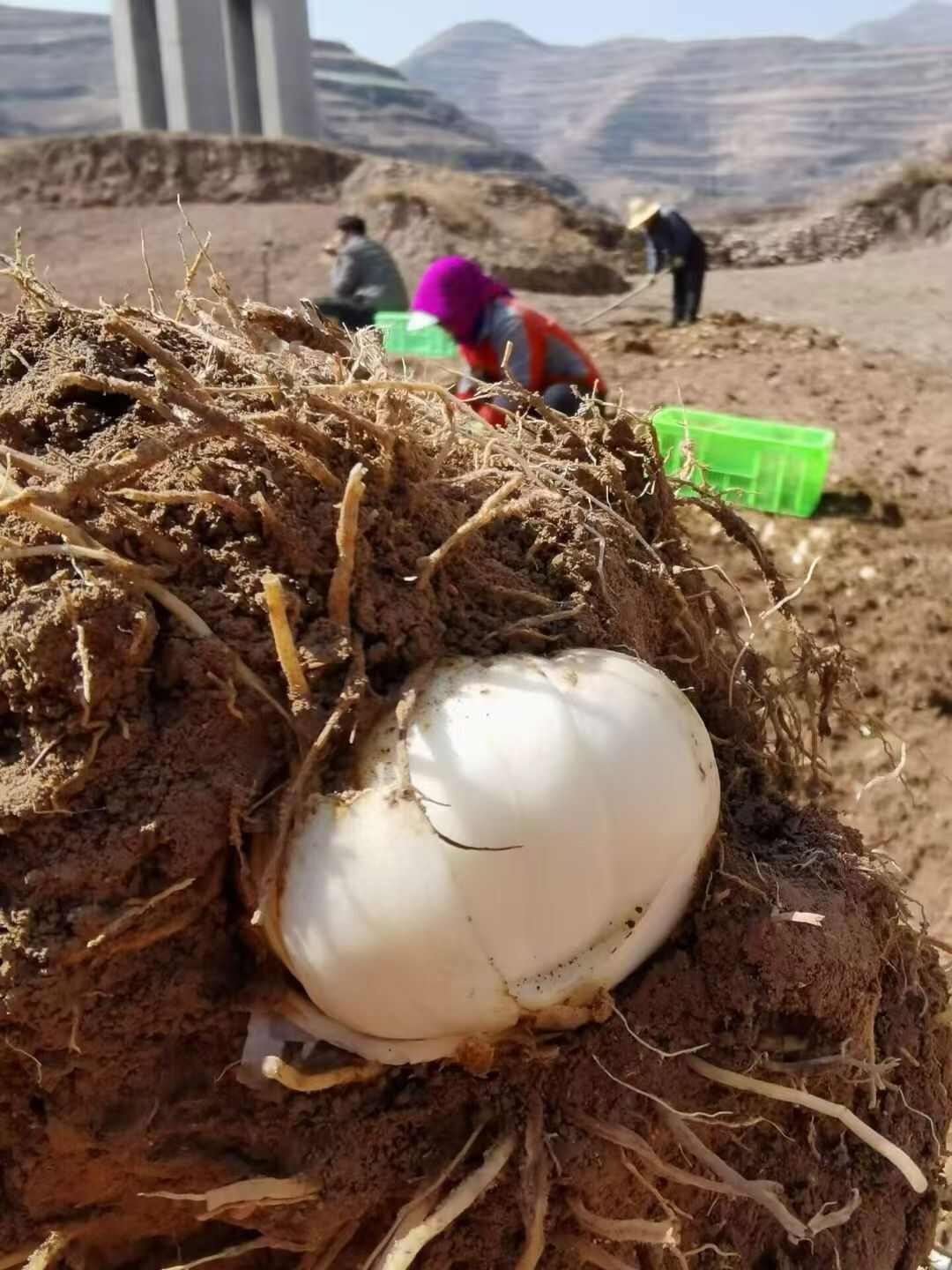 兰州百合甘肃特产正宗兰州甜百合无硫原产地直发净皮