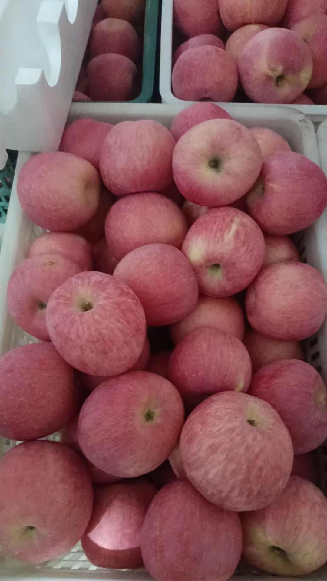 陕西白水红富士苹果大量批发零售，提供产地代办服务