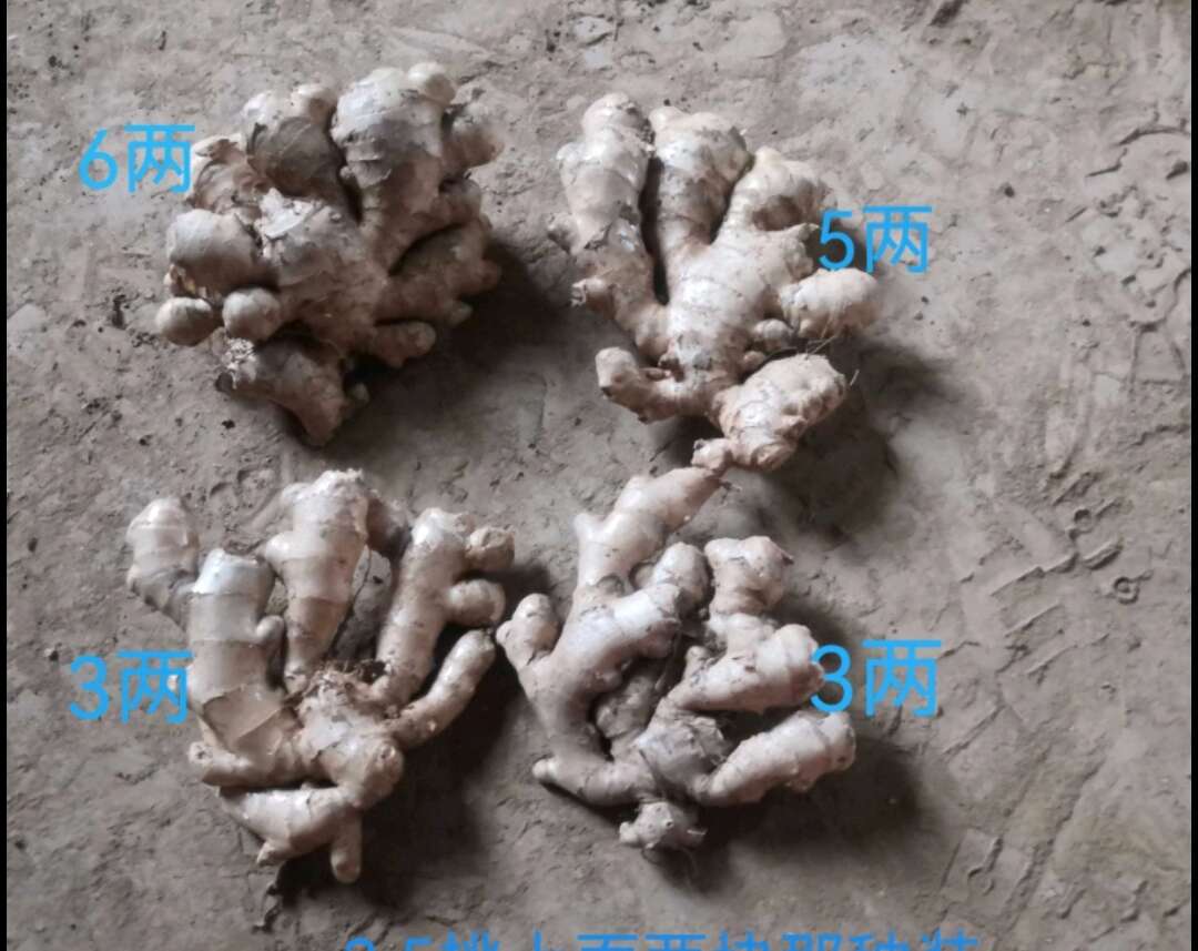 老老姜新鲜现挖老姜黄肉姜辛辣十足姜香浓郁带泥发货农家直发包邮