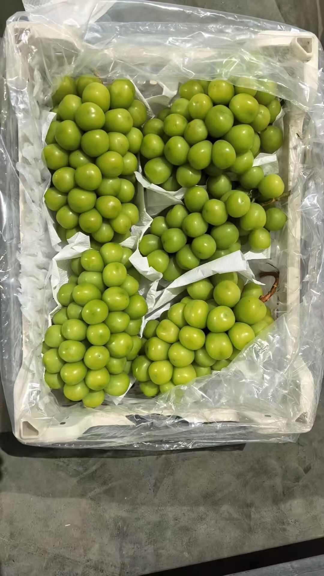 冷库库存高捡下捡阳光玫瑰葡萄现货供应欢迎采购