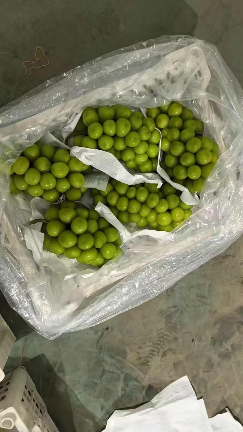 冷库库存高捡下捡阳光玫瑰葡萄现货供应欢迎采购