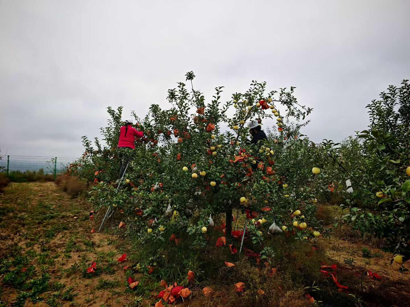 陕西榆林高原地苹果 产地直发 新鲜采摘