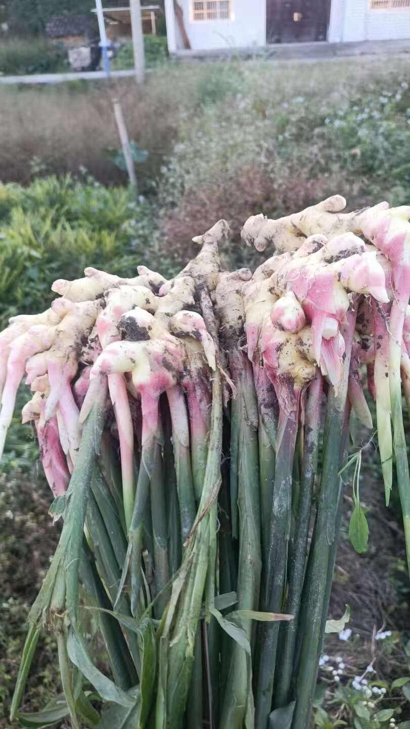 安徽太湖小黄姜 带土新鲜生姜 葱姜蒜类蔬菜